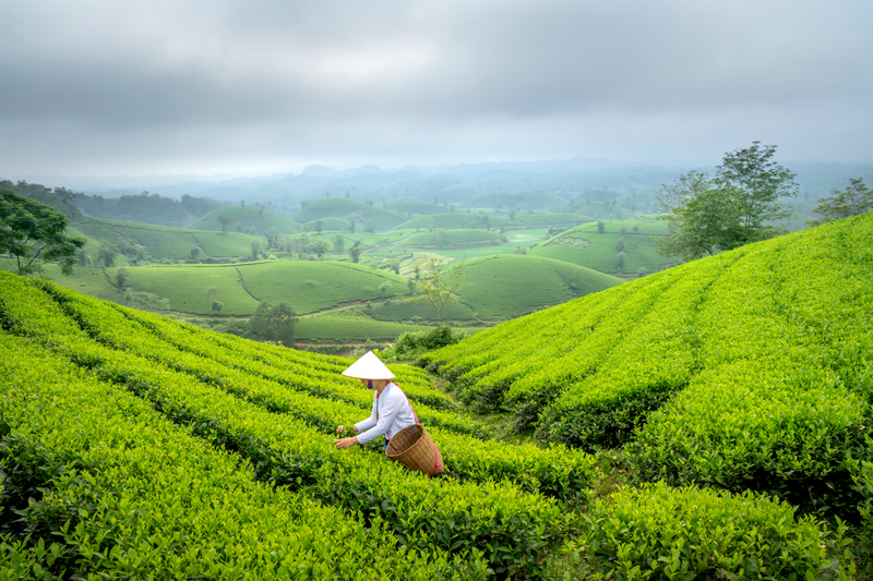 Field of green tea
